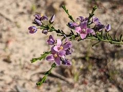 Cyanothamnus coerulescens