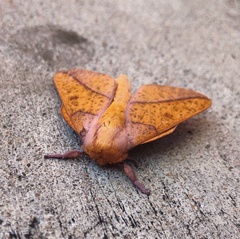 Syssphinx bisecta