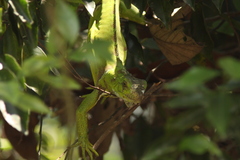 Iguana iguana