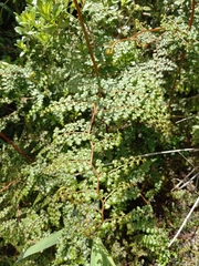 Odontosoria aculeata