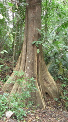 Terminalia amazonia