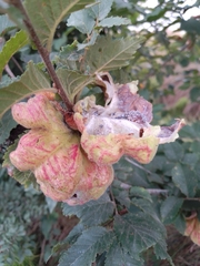 Eriosoma lanuginosum