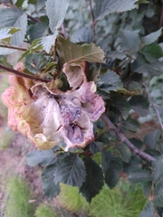 Eriosoma lanuginosum