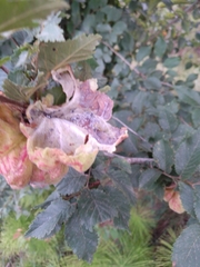 Eriosoma lanuginosum