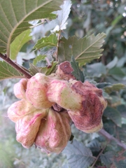 Eriosoma lanuginosum