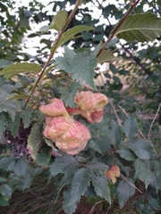 Eriosoma lanuginosum