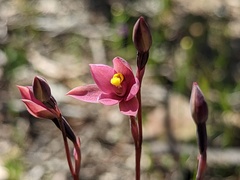 Thelymitra luteocilium