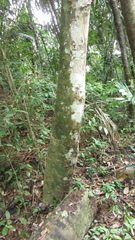 Zanthoxylum acuminatum