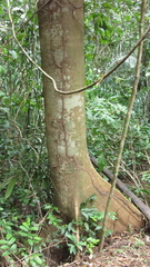 Schizolobium parahyba