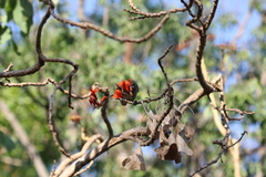 Stomiopera unicolor