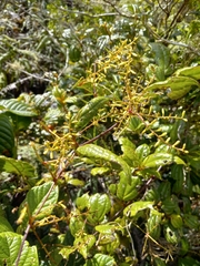 Mikania lepidophora