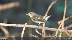 Ficedula zanthopygia