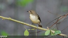 Ficedula zanthopygia