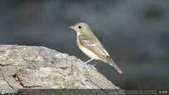 Ficedula zanthopygia