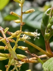 Mikania lepidophora