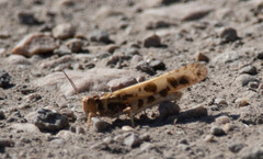 Dissosteira spurcata