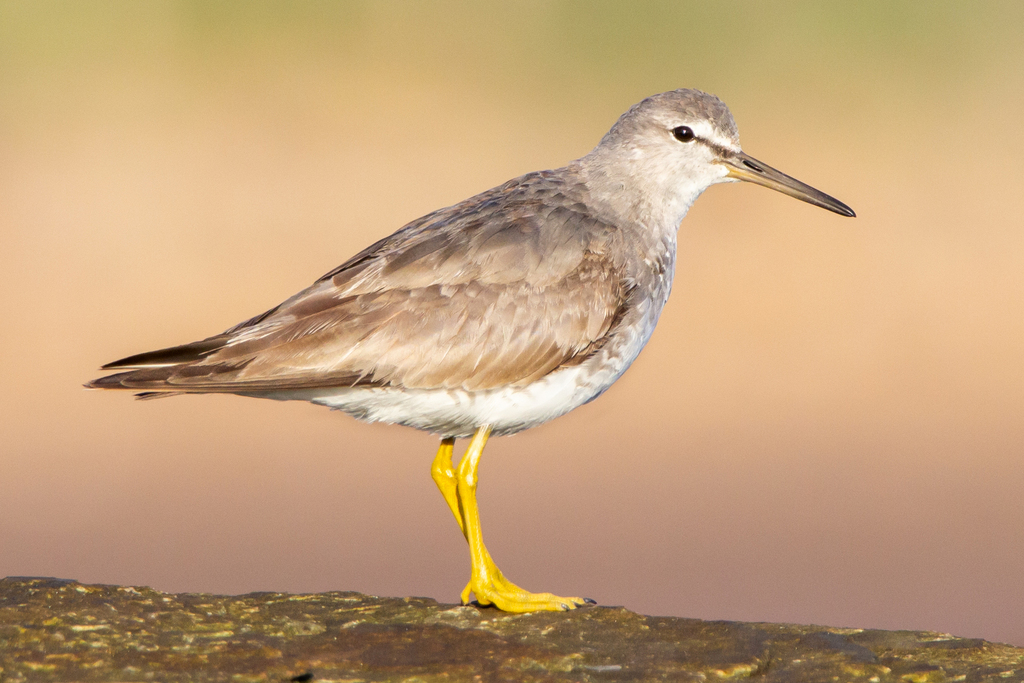 Greytailed Tattler (Birds of the British Indian Ocean Territory