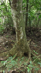 Zanthoxylum acuminatum