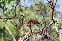 Stomiopera unicolor