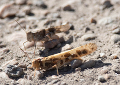 Dissosteira spurcata