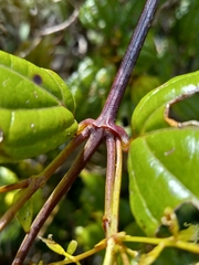 Mikania lepidophora