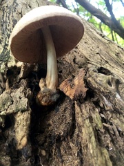 Volvariella bombycina
