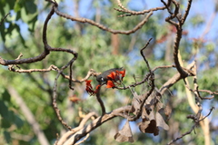 Stomiopera unicolor