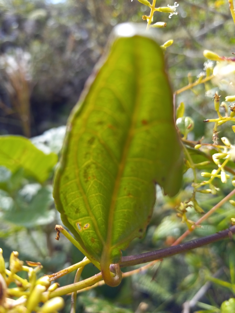 Mikania lepidophora