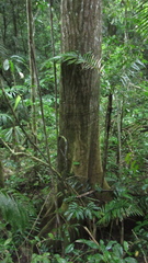 Sapium glandulosum