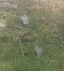 Spinus psaltria