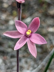Thelymitra luteocilium