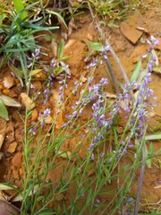Polygalaceae