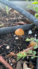 Agaricineae