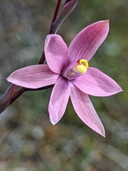 Thelymitra luteocilium