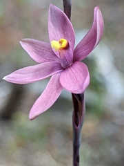 Thelymitra luteocilium