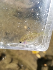 Lepomis macrochirus