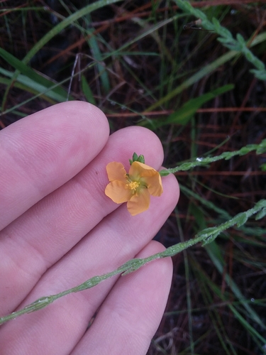 Image of Hypericum setosum by (c) Will McFarland, some rights reserved (CC BY)