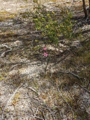Thelymitra luteocilium