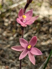 Thelymitra luteocilium