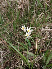 Nothoscordum