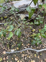 Populus angustifolia