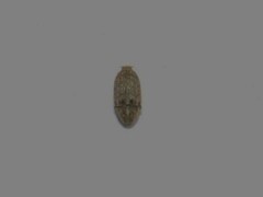 Trigonorhinus limbatus