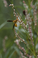 Polistes flavus