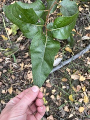 Populus angustifolia