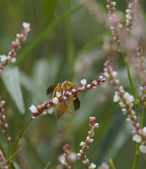 Polistes flavus