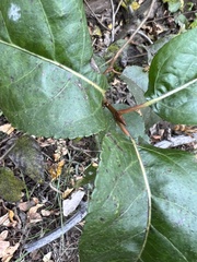 Populus angustifolia