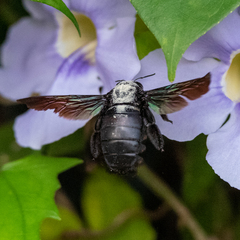 Xylocopa latipes