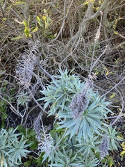 Echium candicans