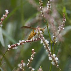 Polistes flavus