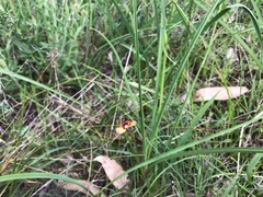 Diuris orientis